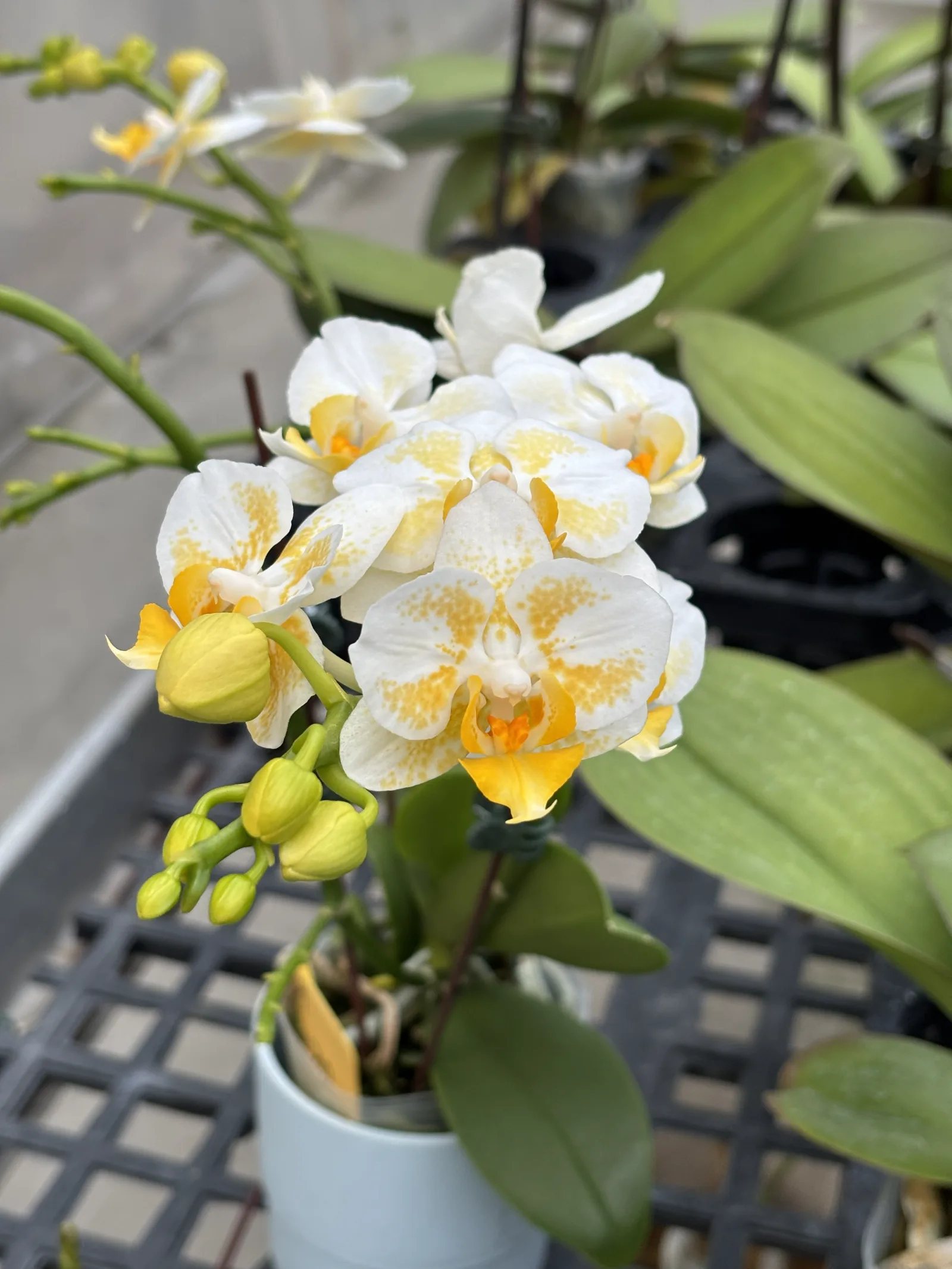 Phalaenopsis