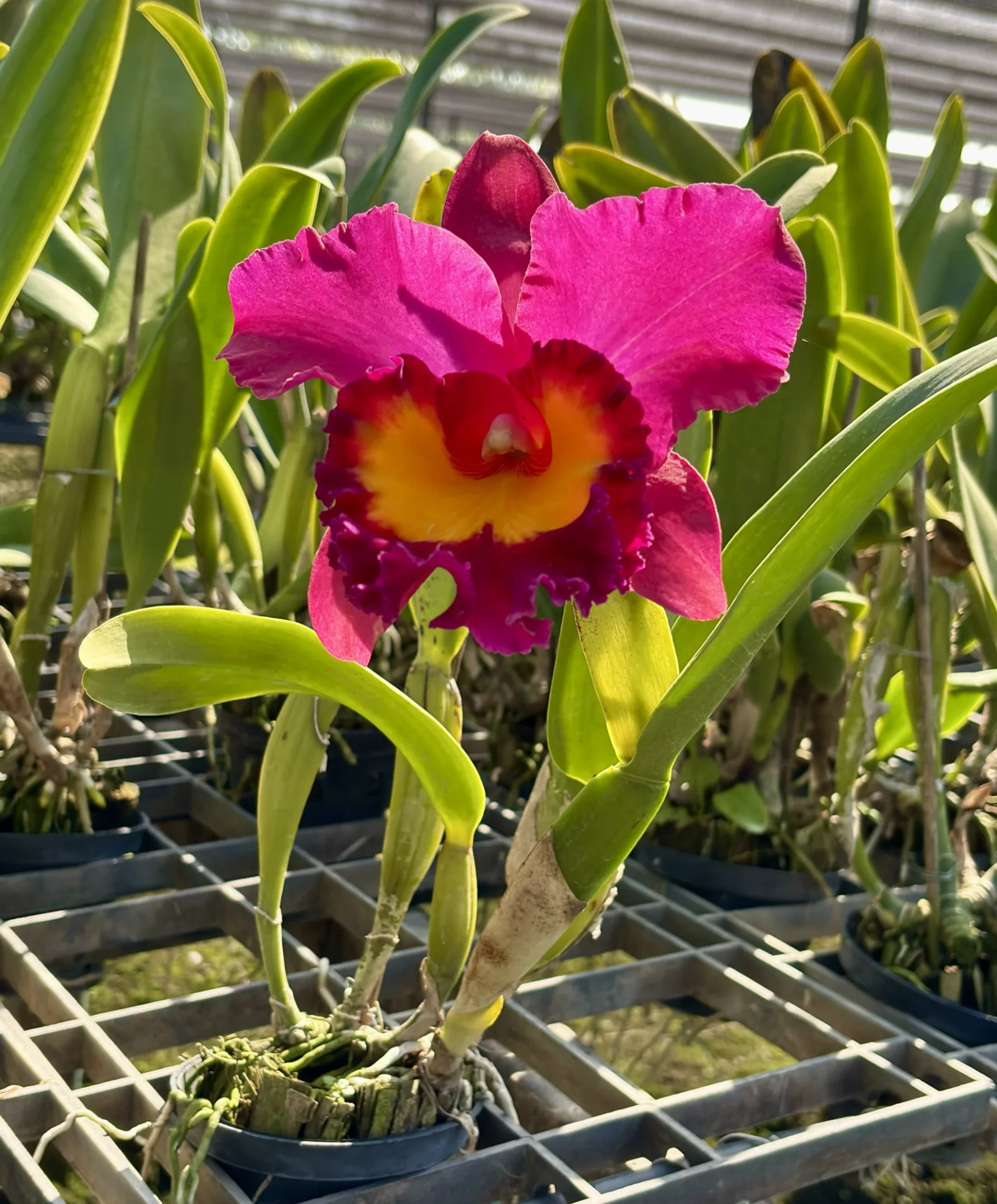 Cattleya