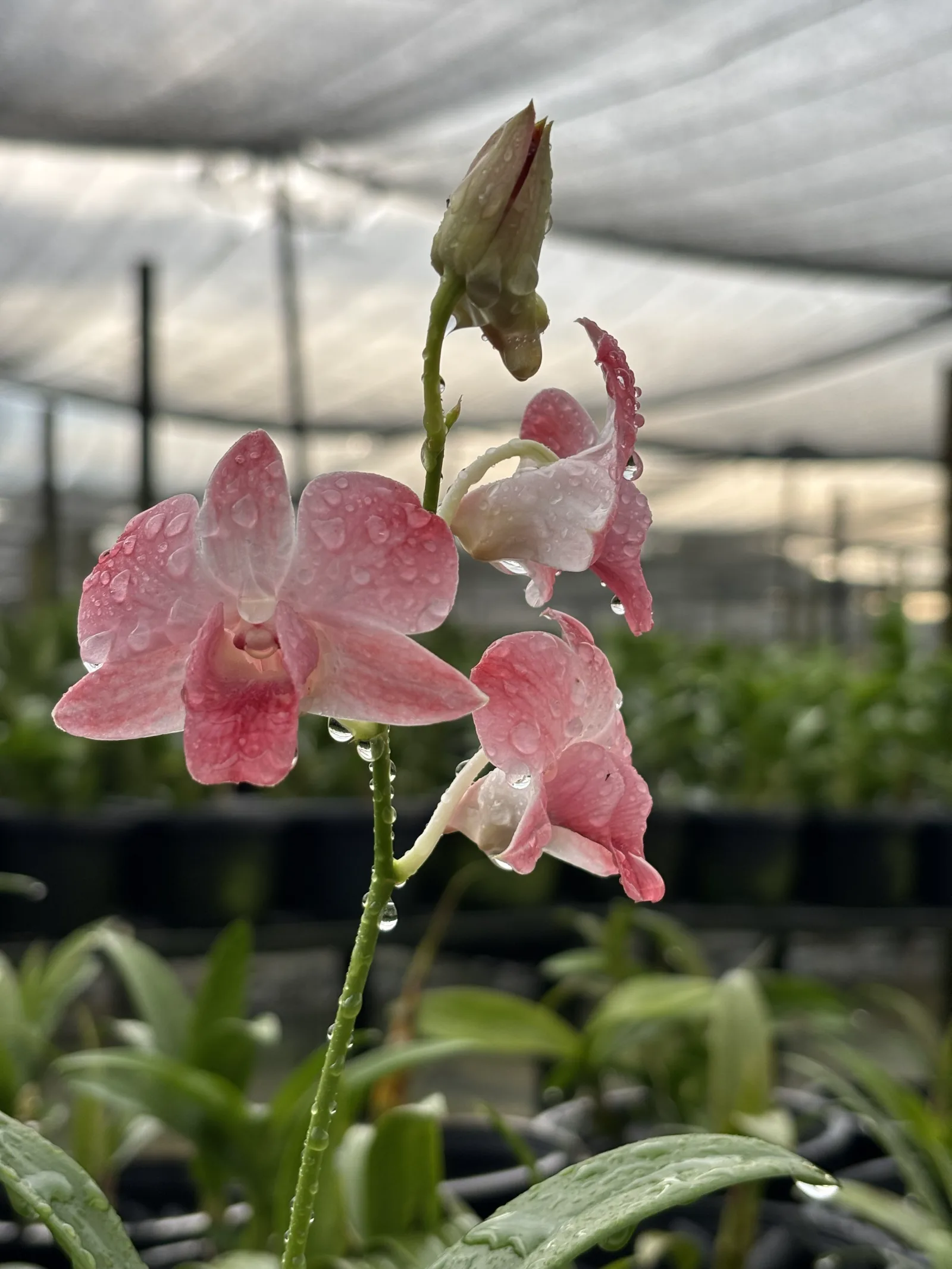Dendrobium