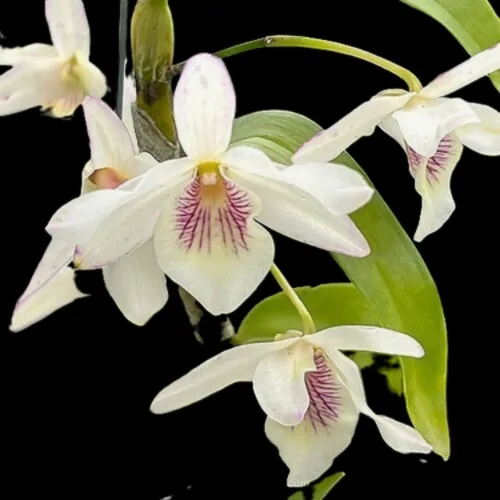 Species