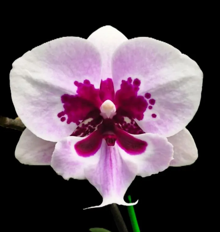 Phalaenopsis  Lioulin Hot Lip