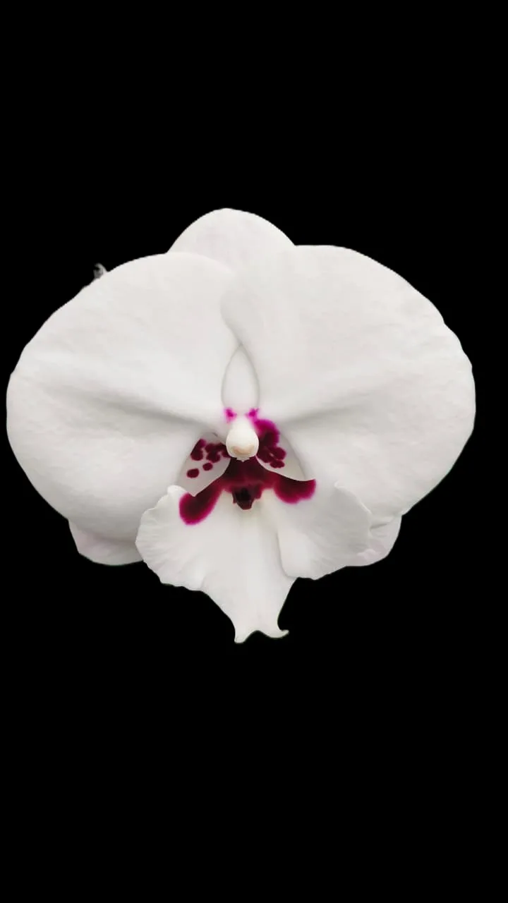 Phalaenopsis Panda