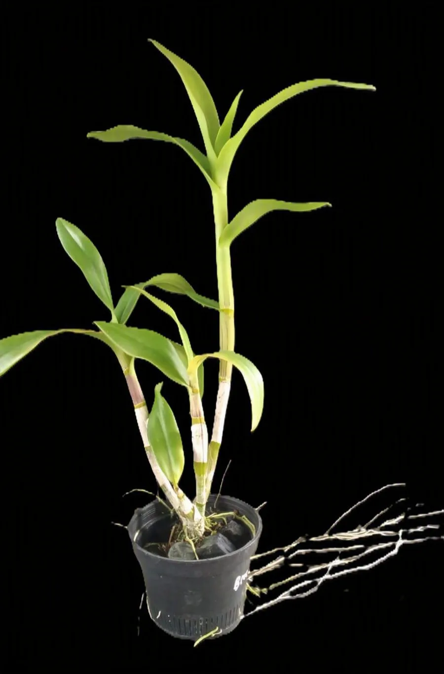 Dendrobium Orawan thailand 2