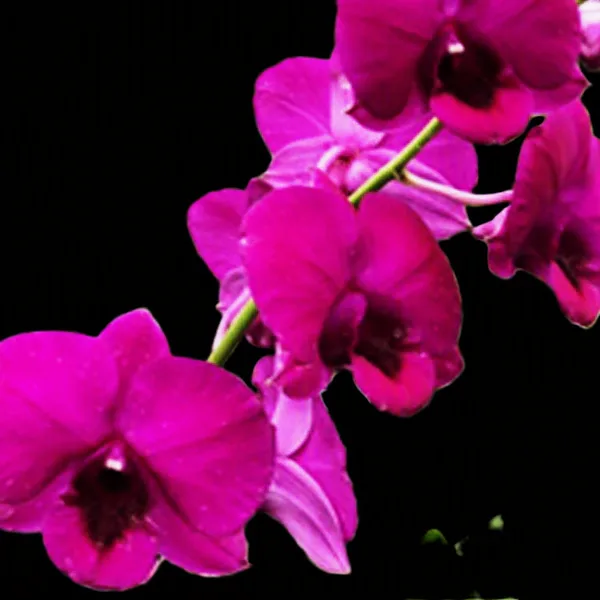 Dendrobium Orawan thailand