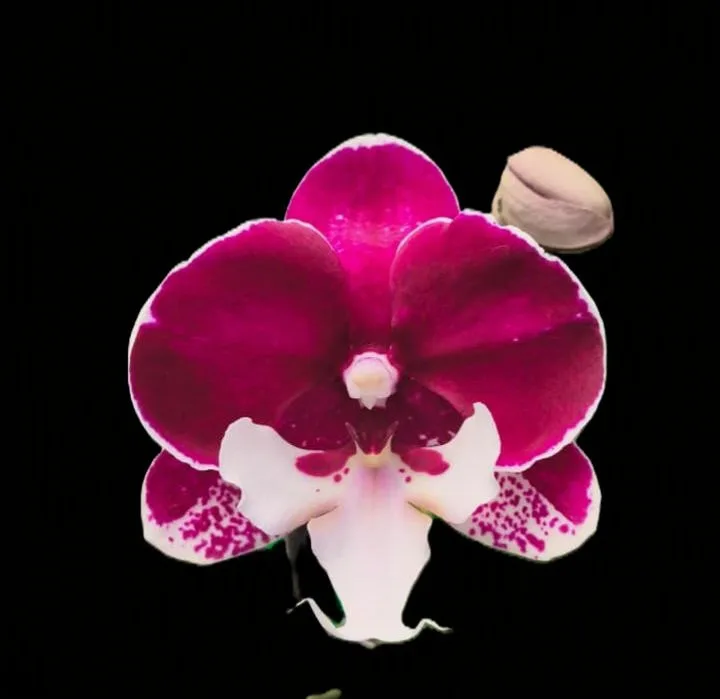 Phalaenopsis Jincheng Iceberg Beauty × Phal. Tying Shin Black Dragon