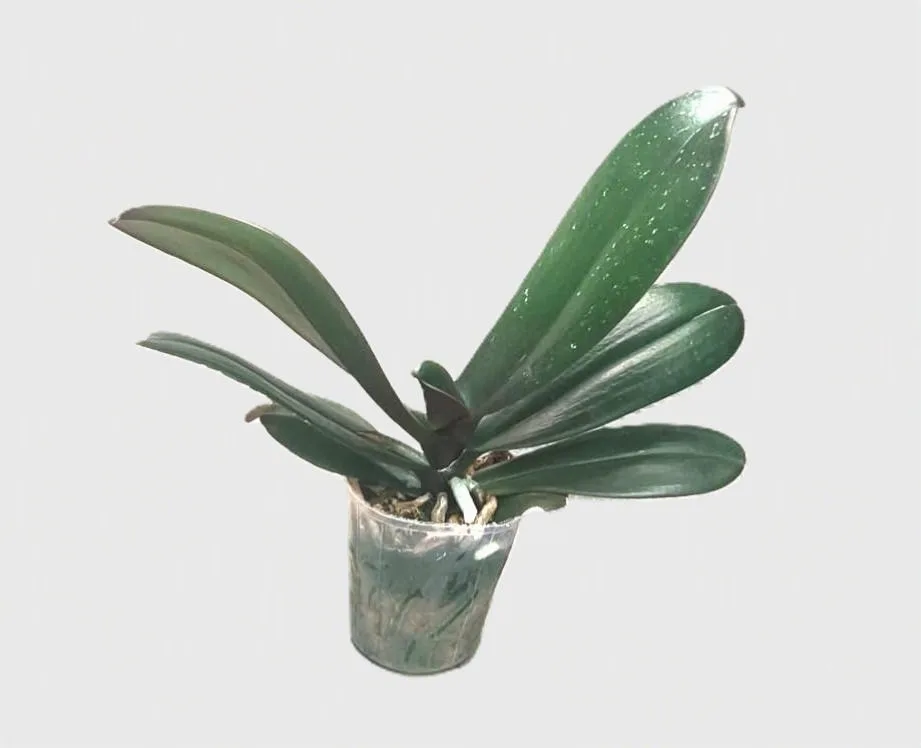 Phalaenopsis Jincheng Iceberg Beauty × Phal. Tying Shin Black Dragon 2