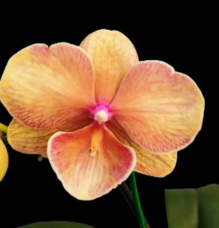Phalaenopsis Amber Bloom 1522