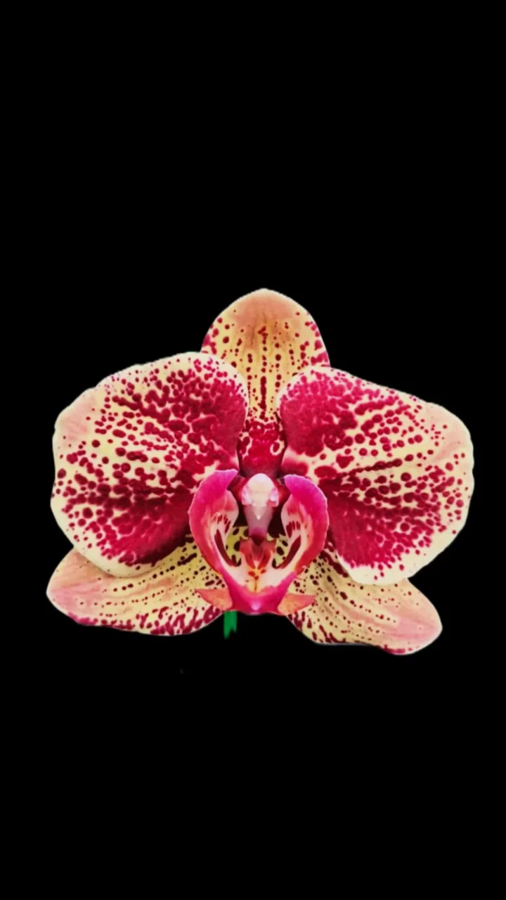 Phalaenopsis  Montréal