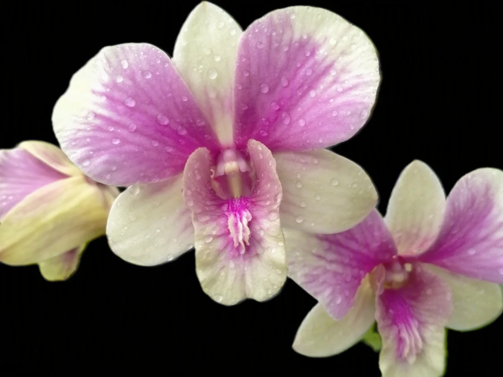 Dendrobium Happy pink