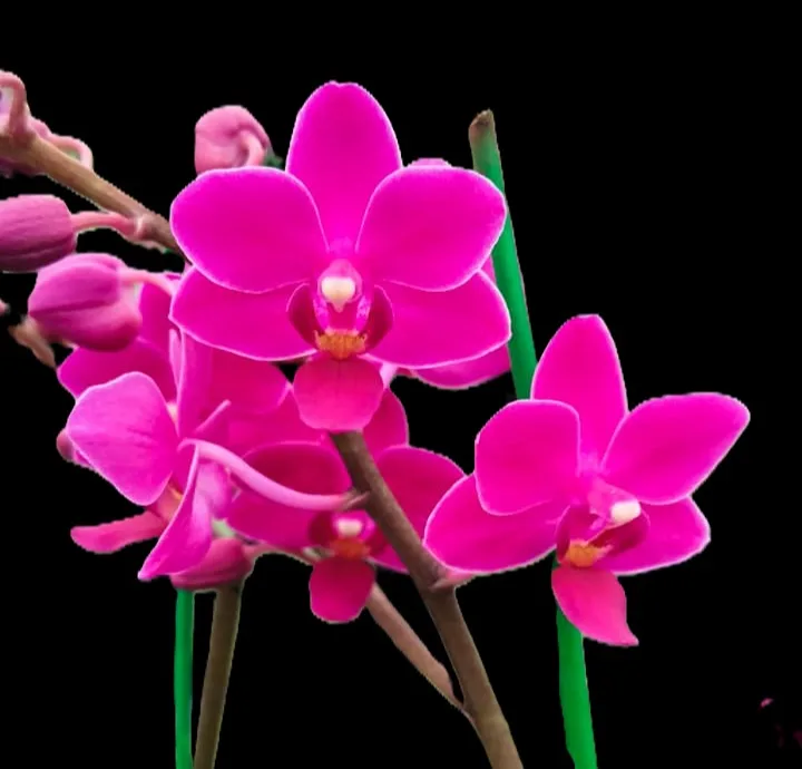 Phalaenopsis Purple  Pixie