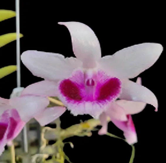 Dendrobium Loas parishi