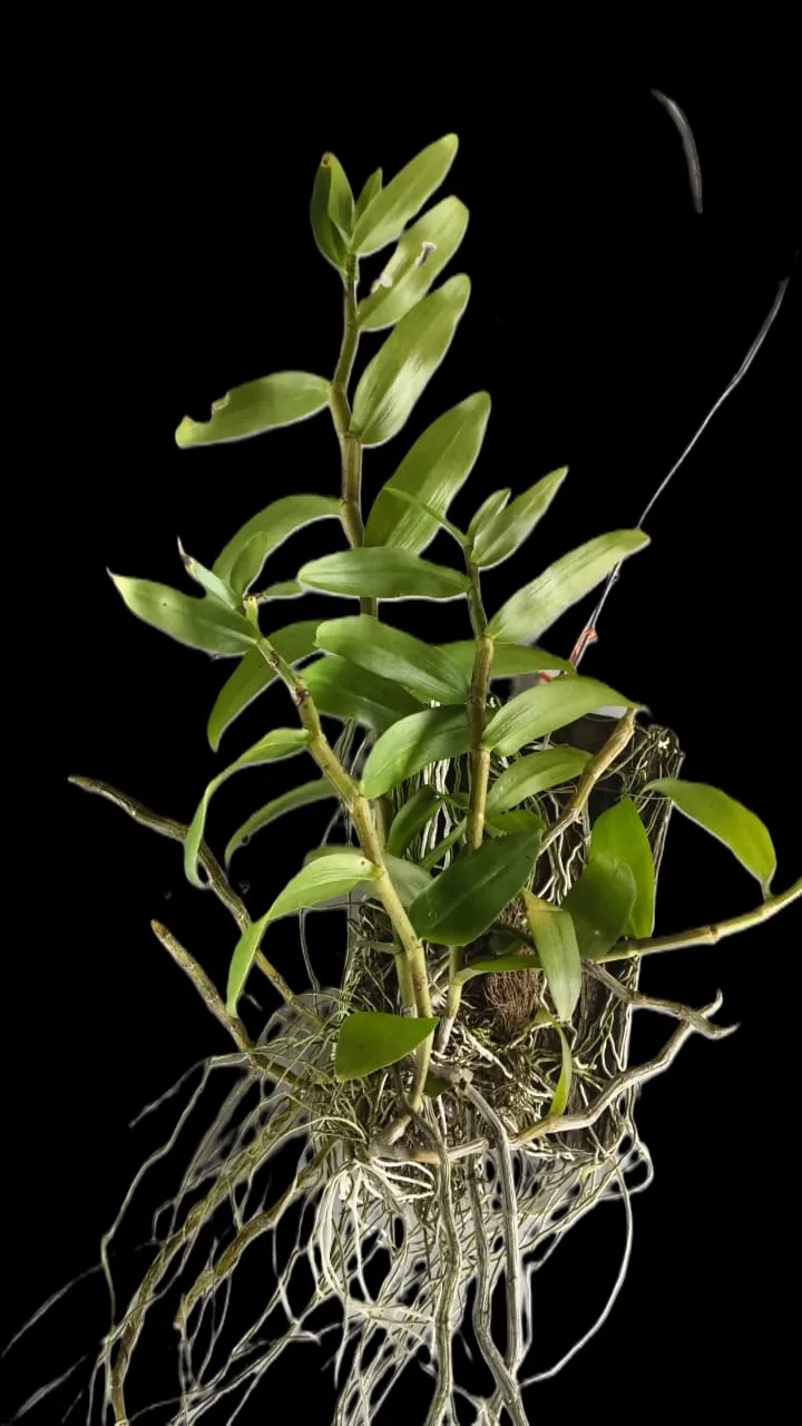 Dendrobium Loas parishi 2
