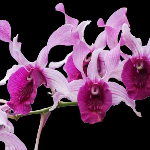 Dendrobium Indonasia Raya red