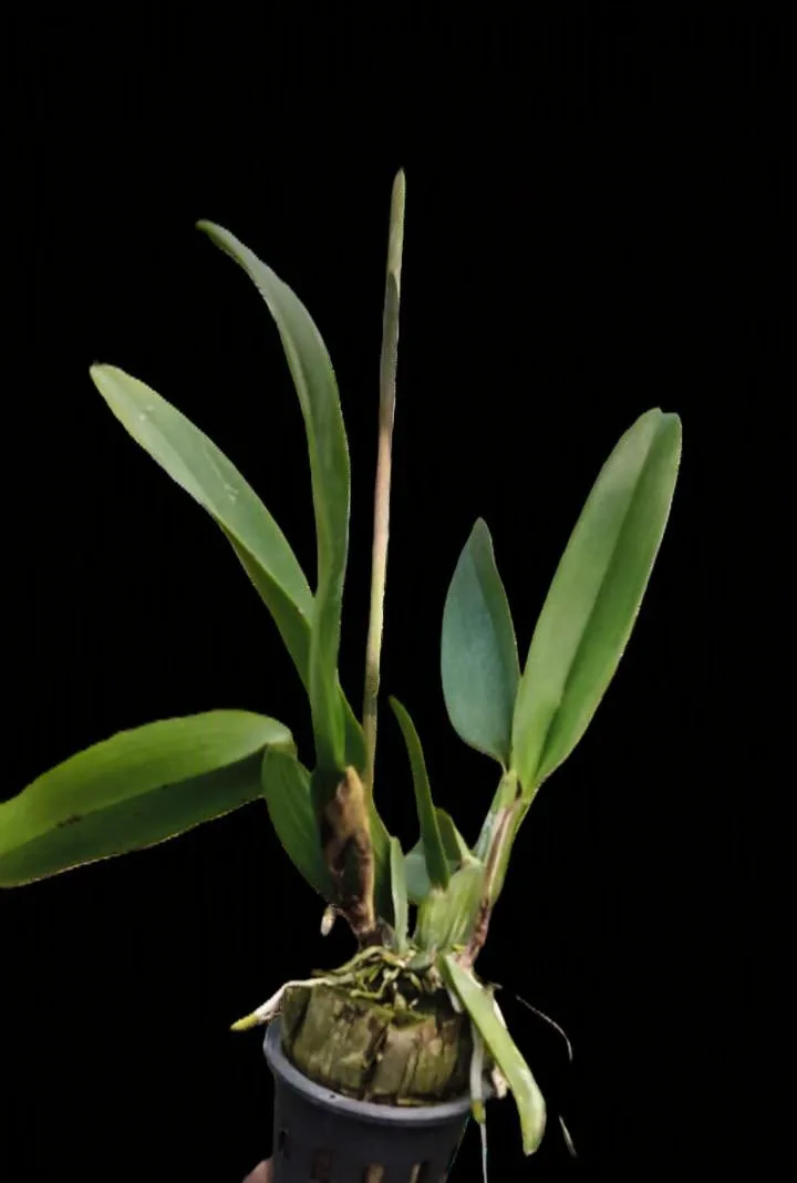 Cattleya Chaweewan delight 2