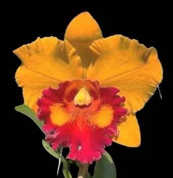 Cattleya Chaweewan delight
