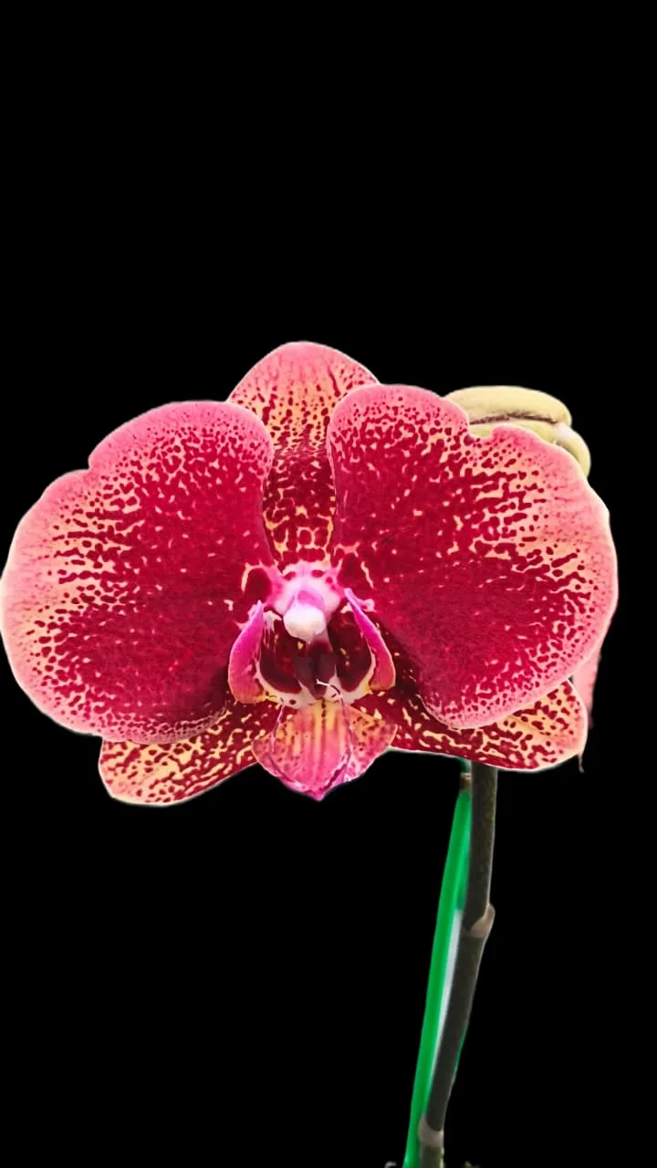 Phalaenopsis  San Antonio