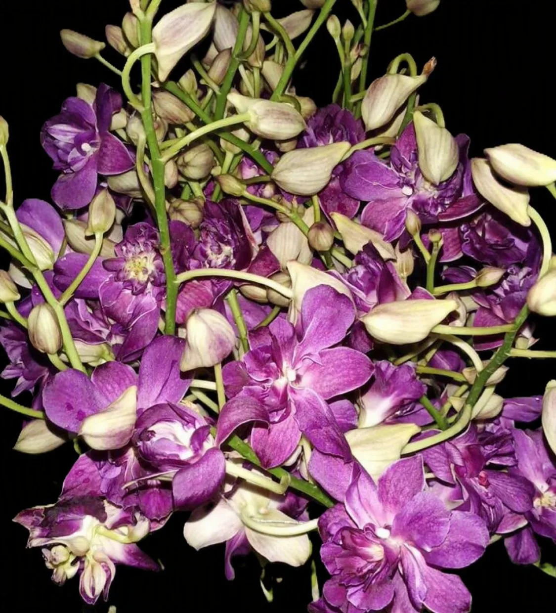 Dendrobium Rose betty blue