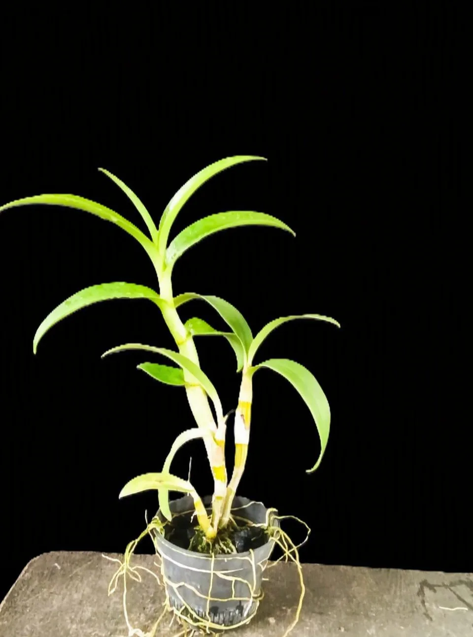 Dendrobium Rose betty blue 2