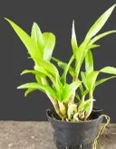 Dendrobium Rynco pink 2
