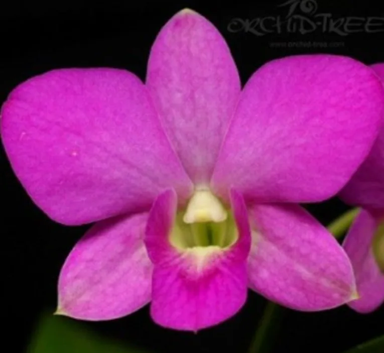 Dendrobium Rynco pink