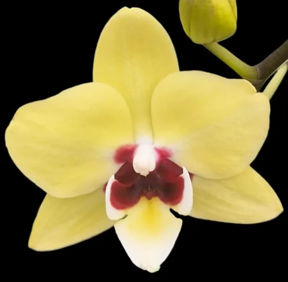 Phalaenopsis Golden Grace