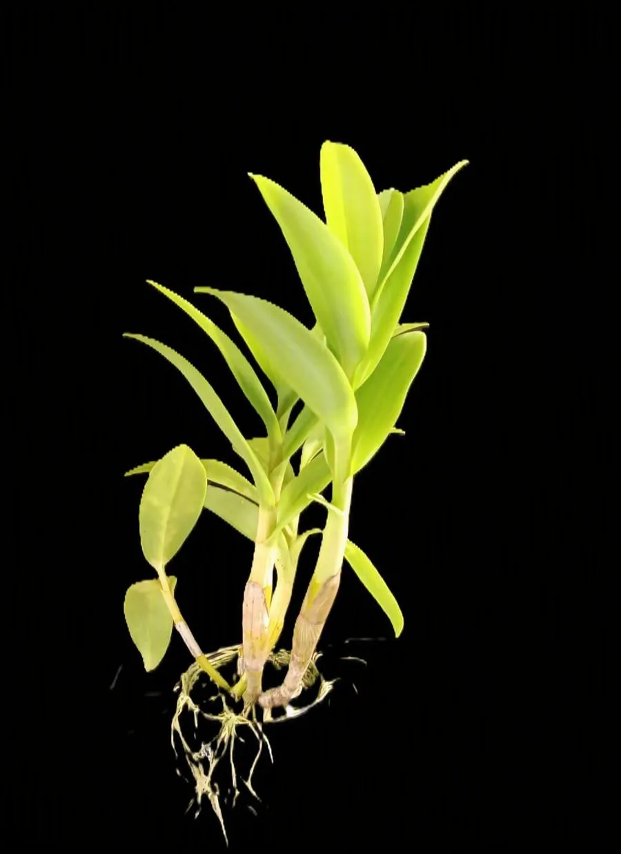Dendrobium Ceasar green EG 2