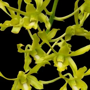Dendrobium Ceasar green EG