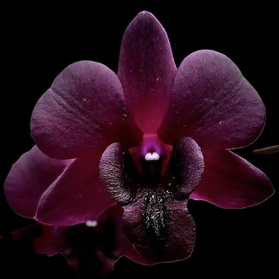 Dendrobium Crimson