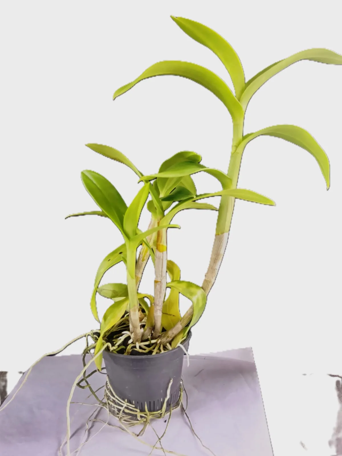 Dendrobium Crimson 2