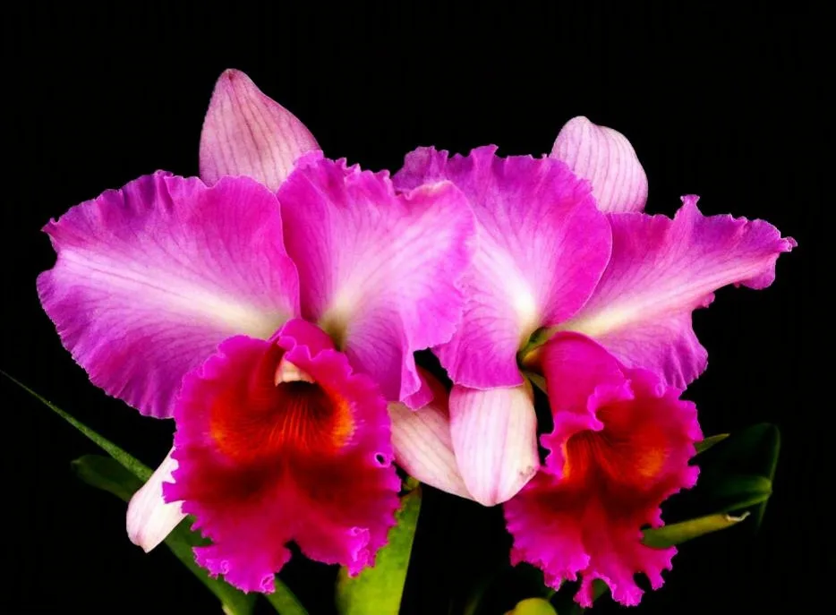 Cattleya Pink diamond