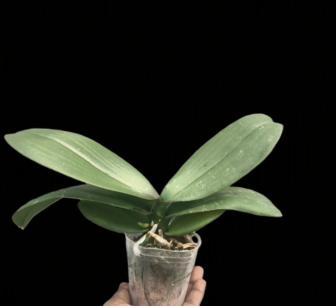 Phalaenopsis Ryn purple gem 2