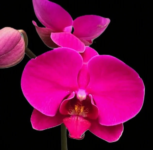 Phalaenopsis Ryn purple gem