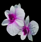 Dendrobium Apichart rainbow
