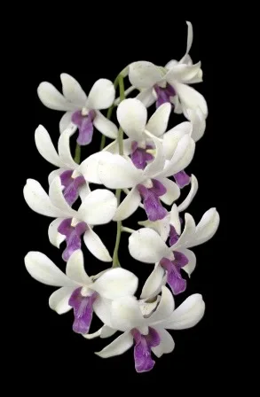 Dendrobium Woonleng