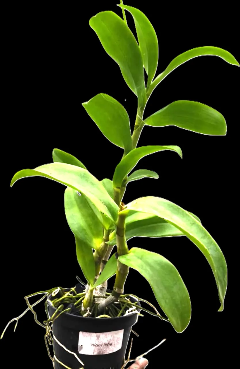 Dendrobium Woonleng 2