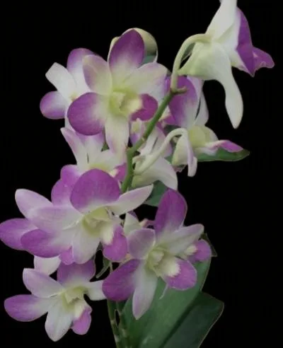 Dendrobium Areedang light blue