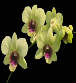 Dendorbium Burana jade junior