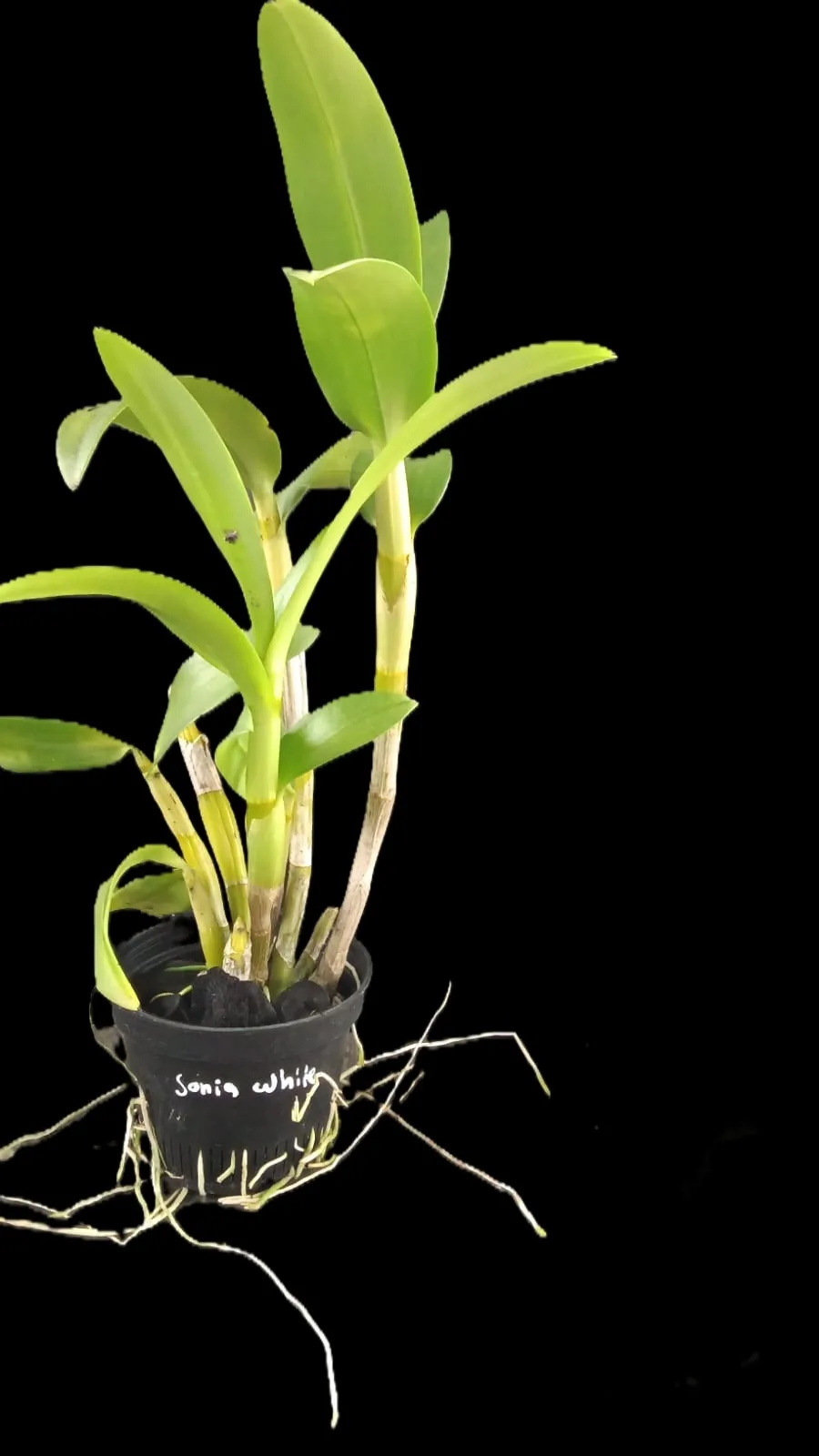 Dendrobium Sonia white 2