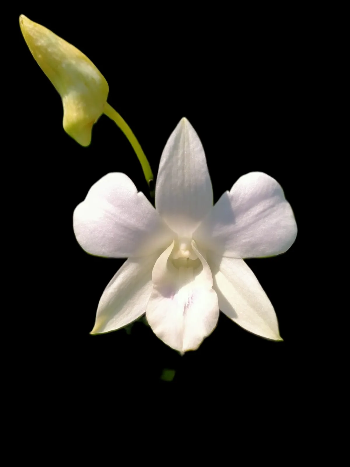 Dendrobium Sonia white