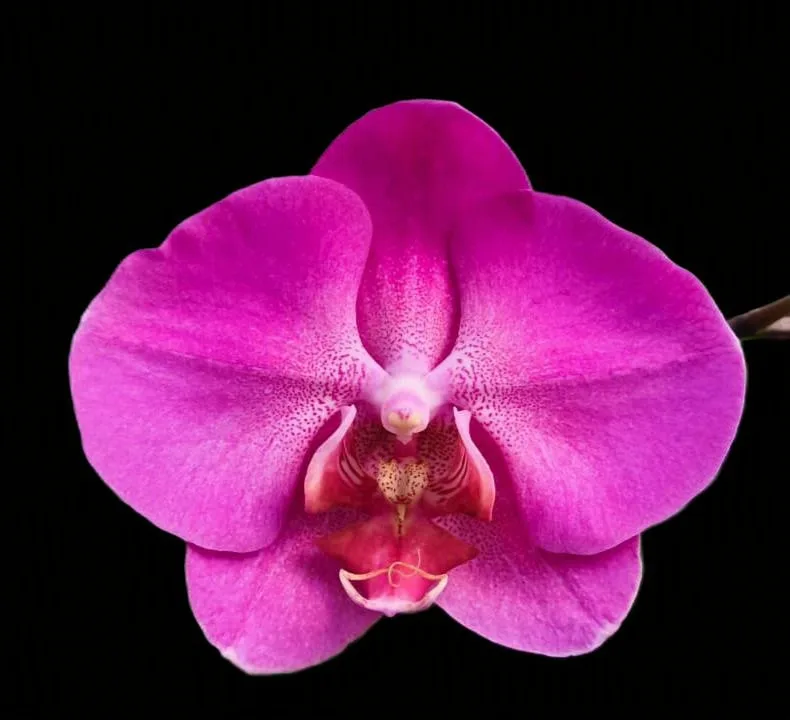 Phalaenopsis RYN Cirebon