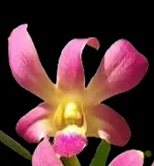 Dendrobium KGI brown
