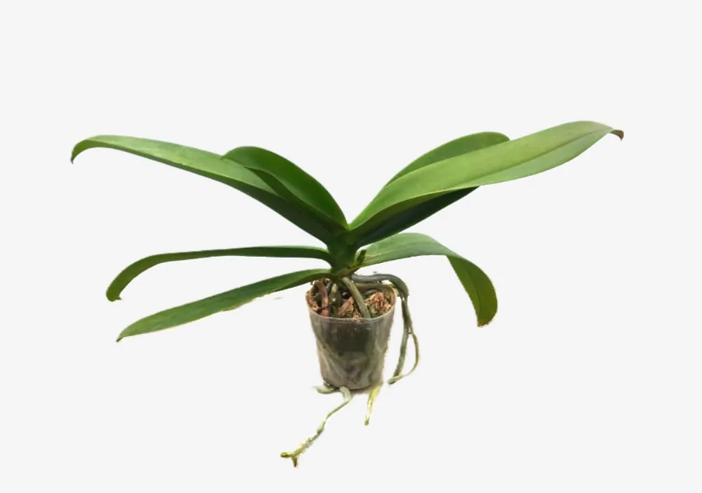 Phalaenopsis RYN Rosé Splash 2