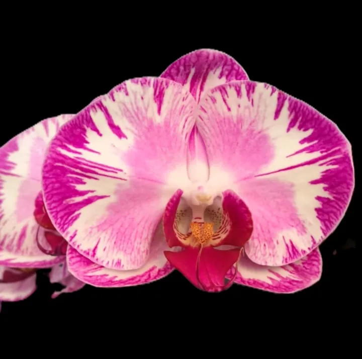 Phalaenopsis RYN Rosé Splash