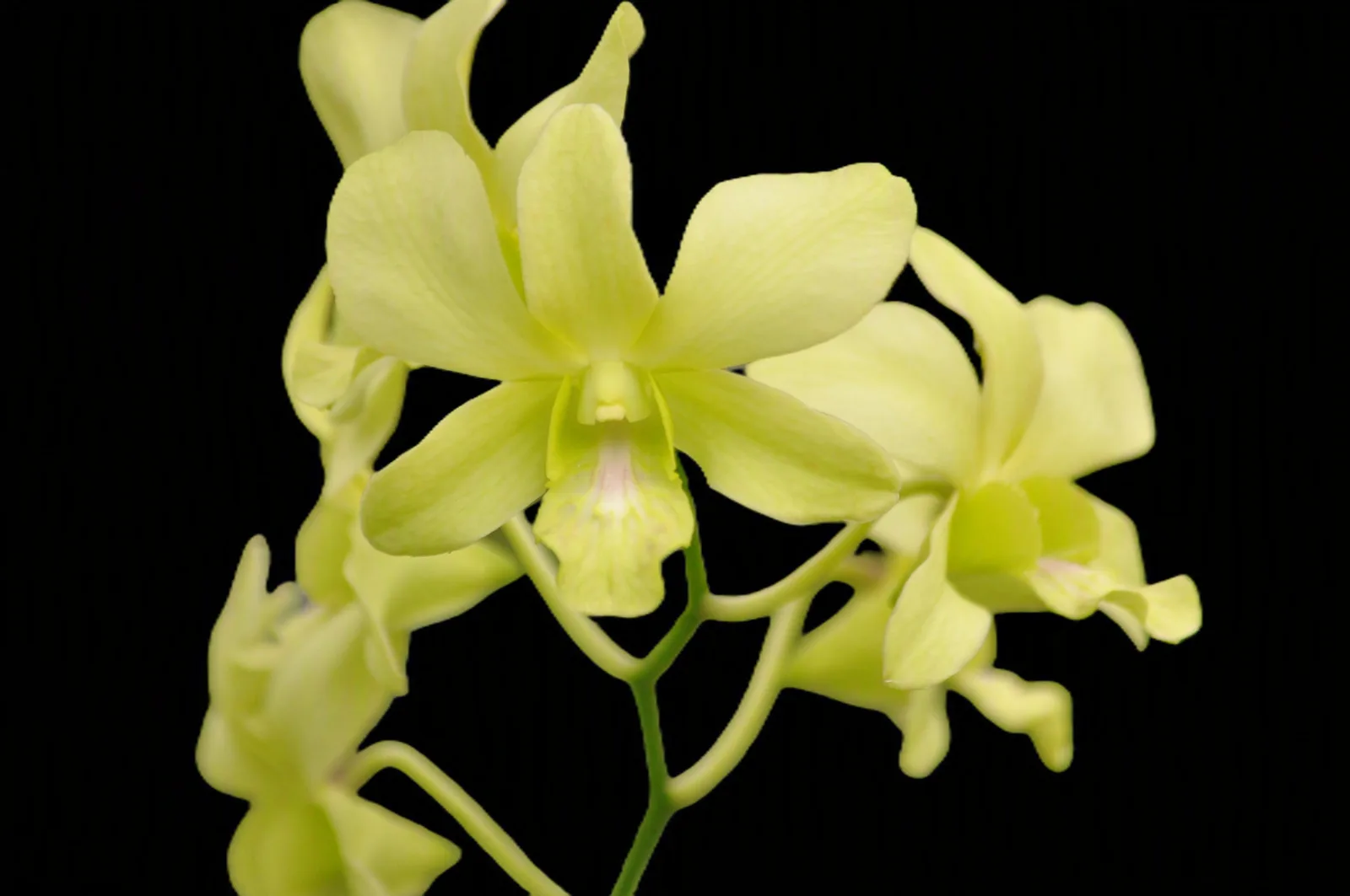 Dendrobium Areedang green