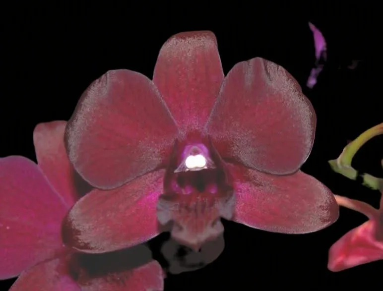 Dendrobium Burana sundea x blue violetta