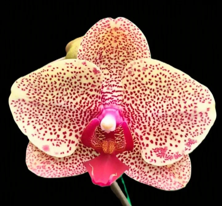 Phalaenopsis sesame
