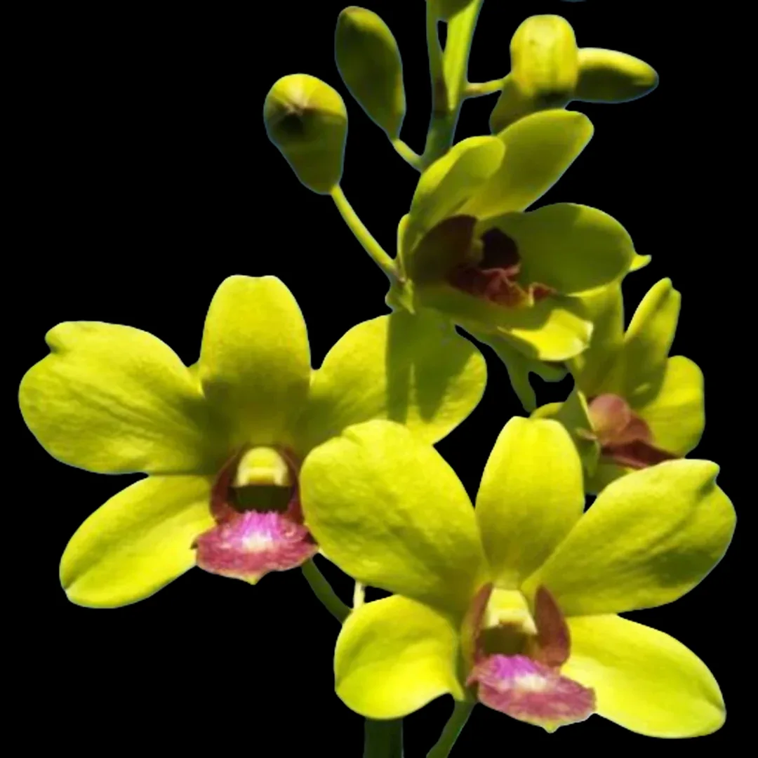 Dendrobium Burana jade x thongchai gold