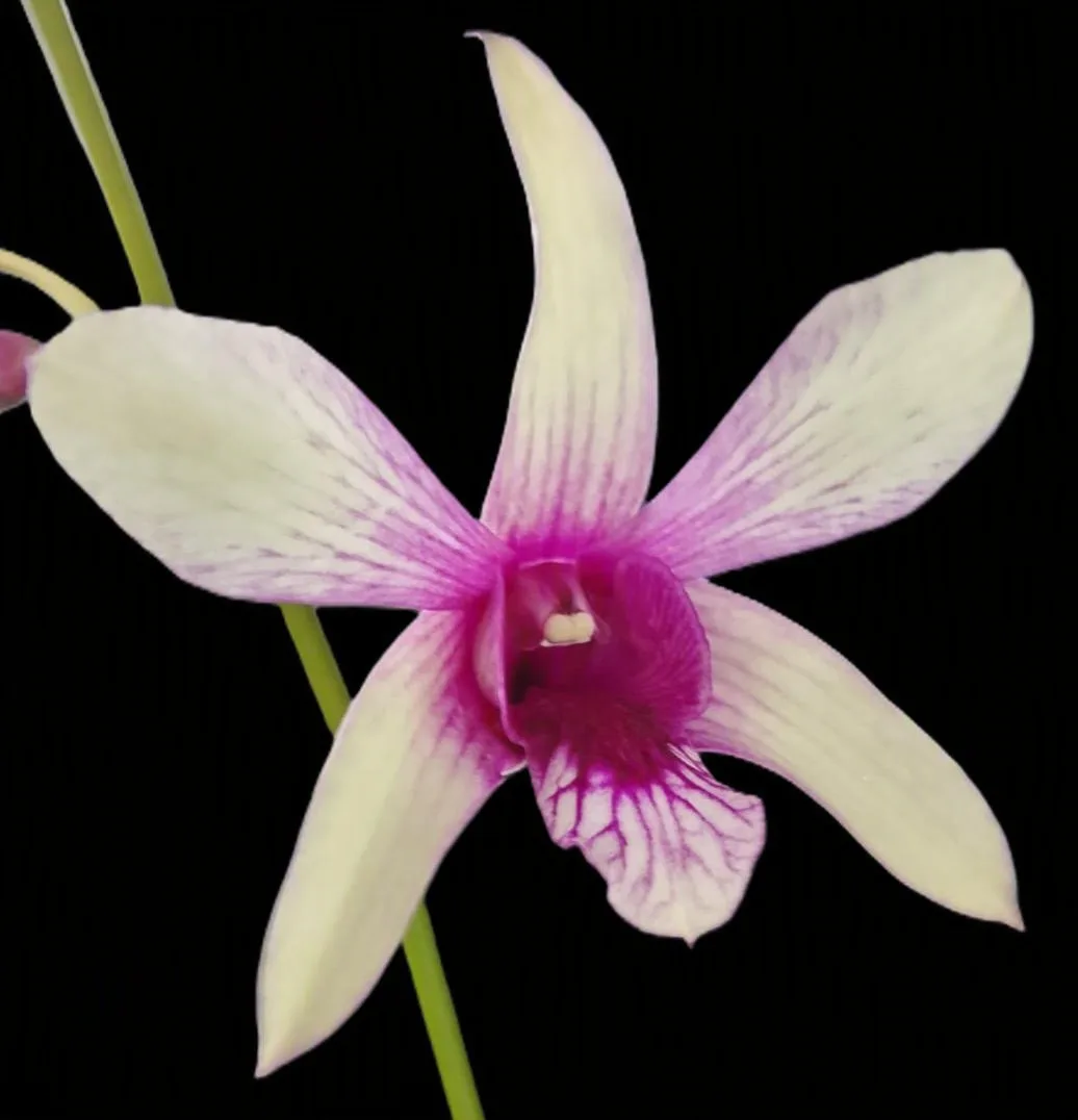 Dendrobium GD Rose white
