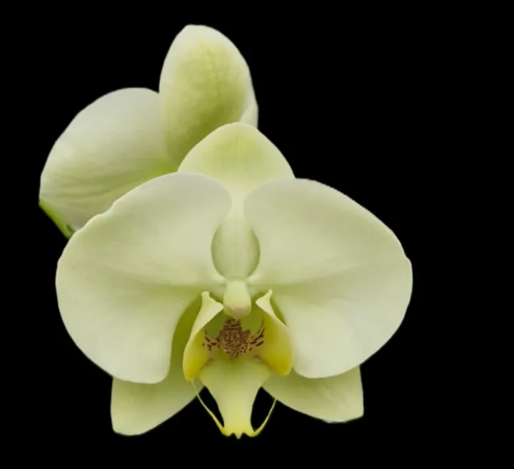 Phalaenopsis Ryn Lemon yellow Lightning
