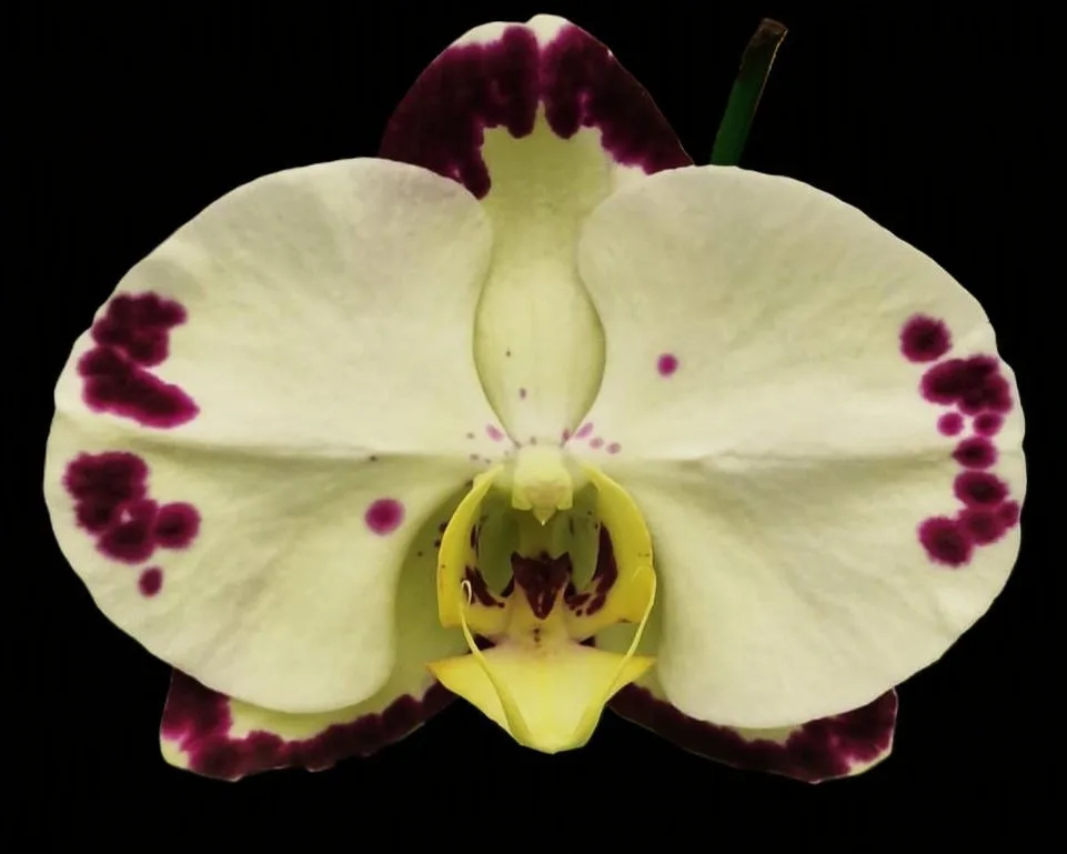 Phalaenopsis  Puebla 1681